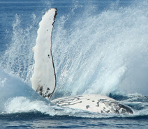MaxiMotto Image:Whale Watching at Hervey Bay