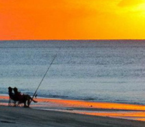 MaxiMotto Image:Beach fishing at Hervey bay